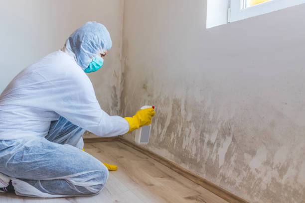 Licensed Commercial Mold Remediation service in Ridgefield Park, NJ - Car Mold Remediation
